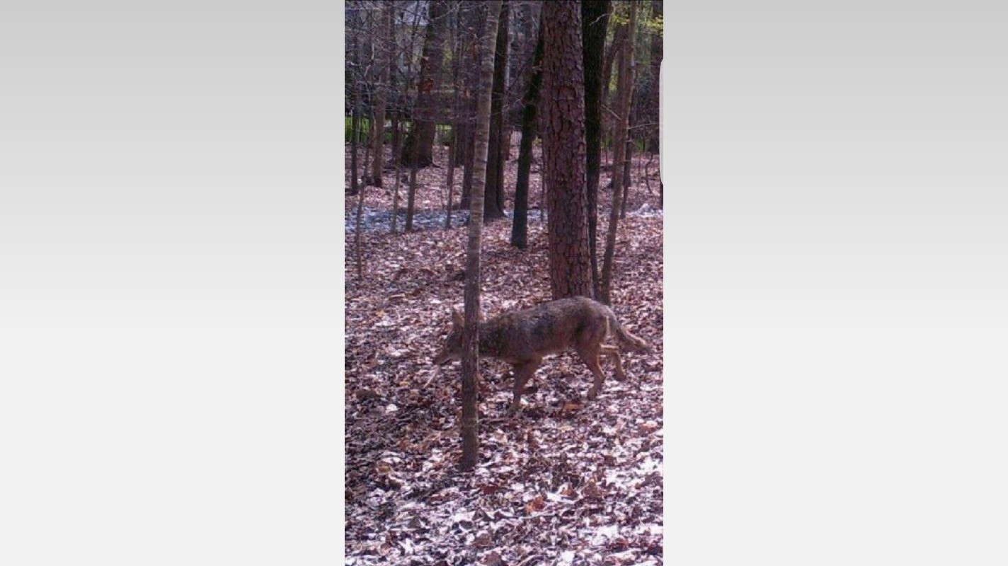Pack of coyotes attack German Sheppard